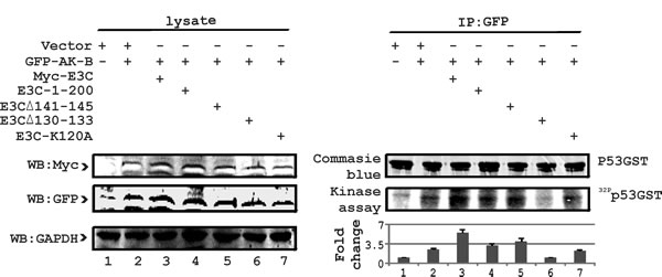 Fig 7: E3C residues 130-133 are critical for regulation of p53 phosphorylation.