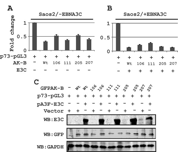 The effect of AK-B and EBNA3C on the p73 promoter activity.