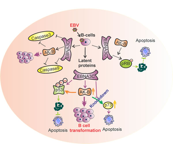 A model illustrating the association of AK-B, p53, p73 with EBNA3C.