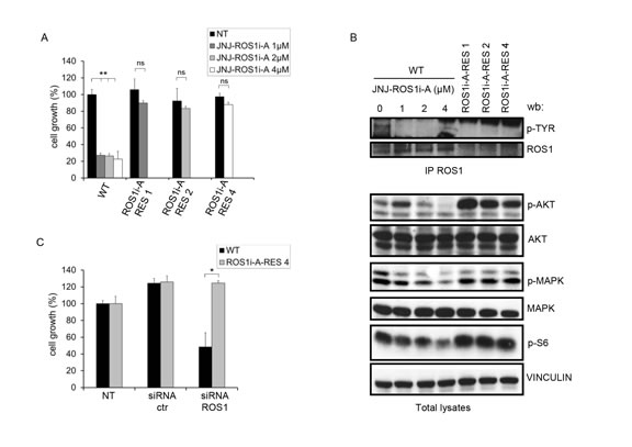 FIG.1: HCC78 cells resistant to the ROS1 inhibitor JNJ-ROS1i-A are not dependent on ROS1 for growth.