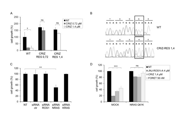 FIG.3: HCC78 cells resistant to crizotinib are addicted to NRAS.
