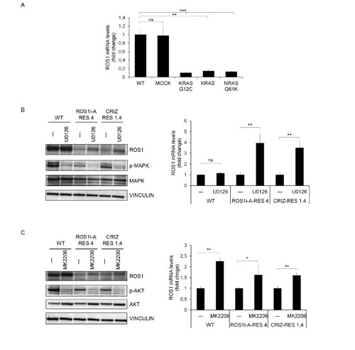 FIG.5: RAS pathway activation induces ROS1 down-regulation.