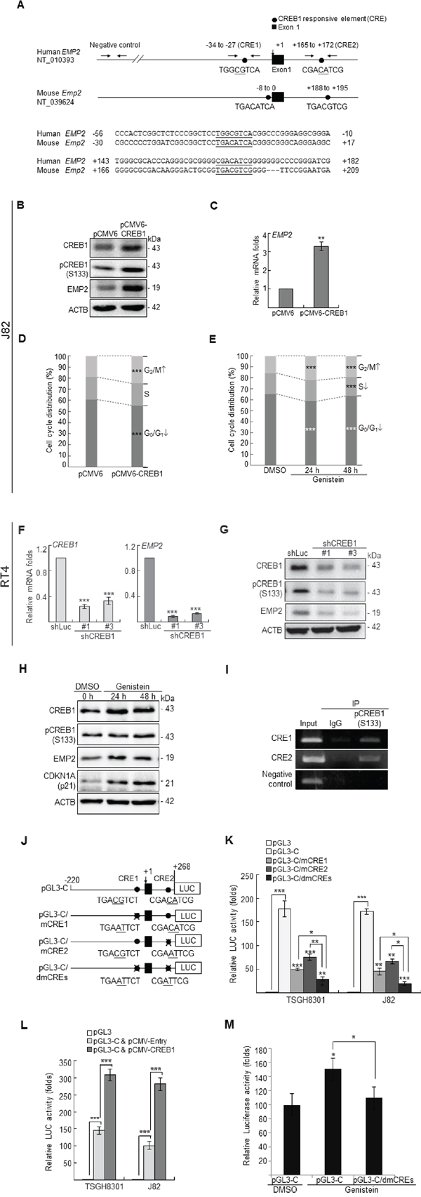 Genistein upregulated CREB1 and pCREB1(S133) protein levels, and pCREB1(Ser133) transactivates EMP2 gene in UBUC-derived cells.