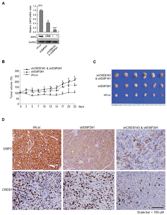 Stable knockdown of EMP2 gene and double knockdown of CREB1 and EMP2 genes enhanced tumor growth in NOD/SCID xenograft models.