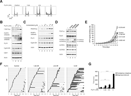 Inhibition of PLK1 with BI 2536 induces metaphase defects and mitotic catastrophe.