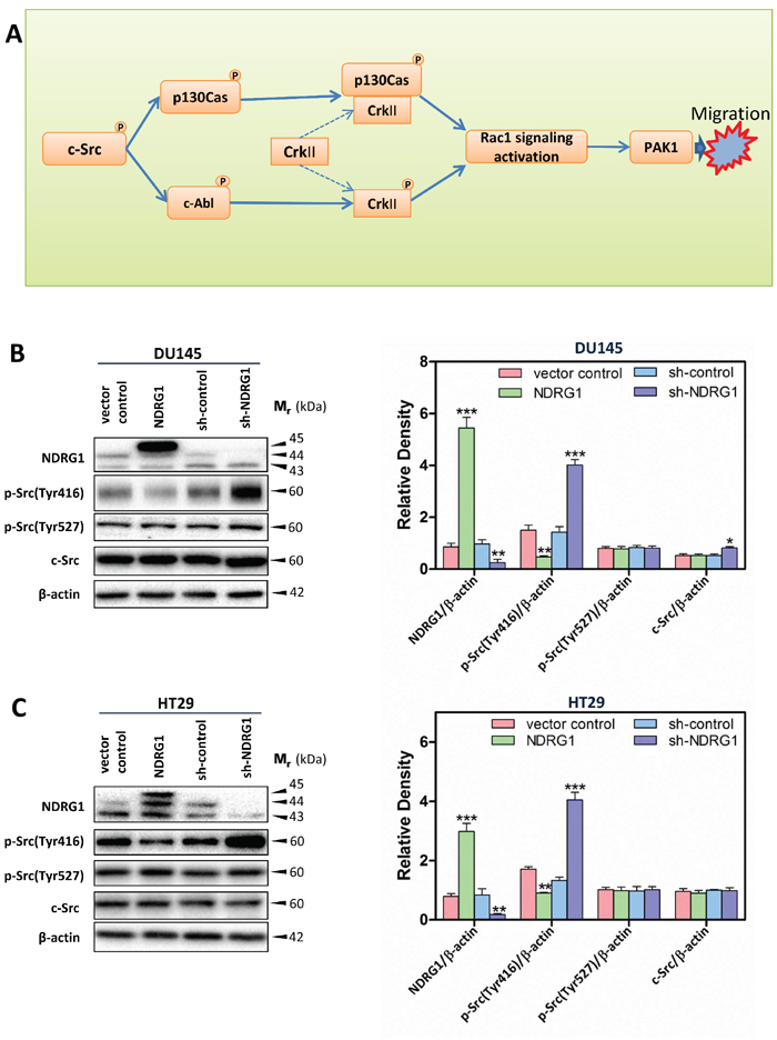 Schematic diagram illustrating the c-Src signaling pathway assessed herein (A) and immunoblots revealed that NDRG1 expression inhibited c-Src phosphorylation (Tyr416) in DU145 cells (B) and HT29 cells (C).
