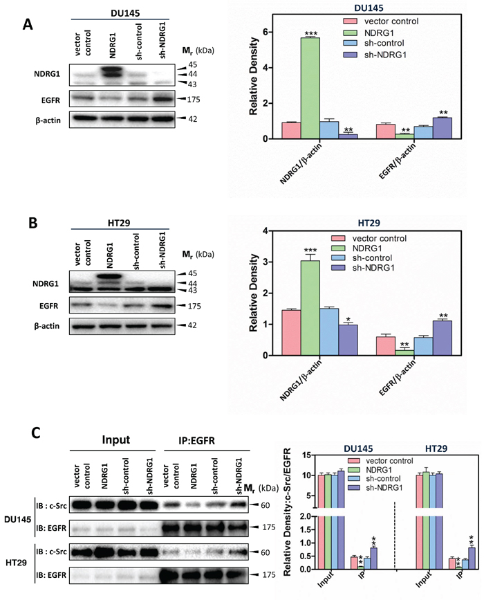 NDRG1 decreased EGFR expression and c-Src binding to EGFR.