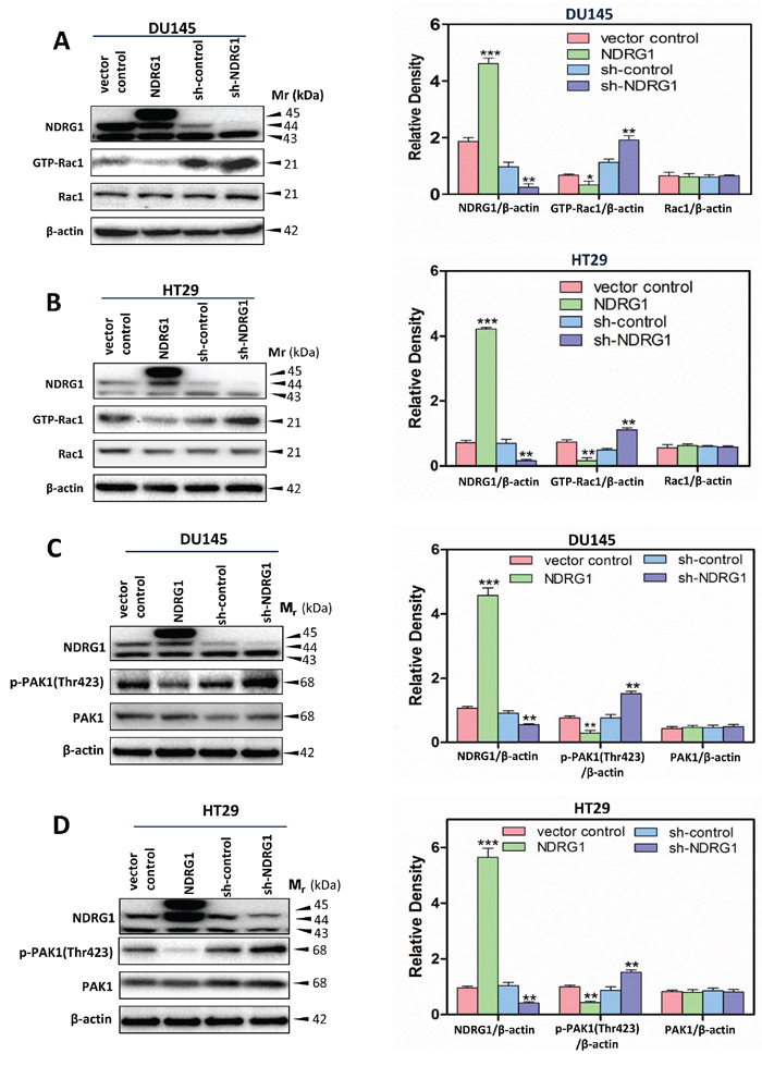 NDRG1 suppressed Rac1 activity and its downstream effector PAK1.