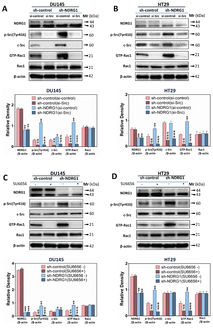 NDRG1 inhibited Rac1 activation in a c-Src-dependent manner.