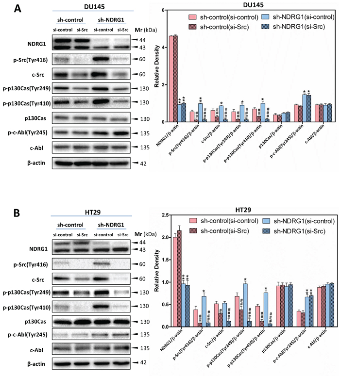 c-Src-specific siRNA inhibited c-Src-induced p130Cas phosphorylation at Tyr249 and Tyr410, but not c-Abl phosphorylation at Tyr245.