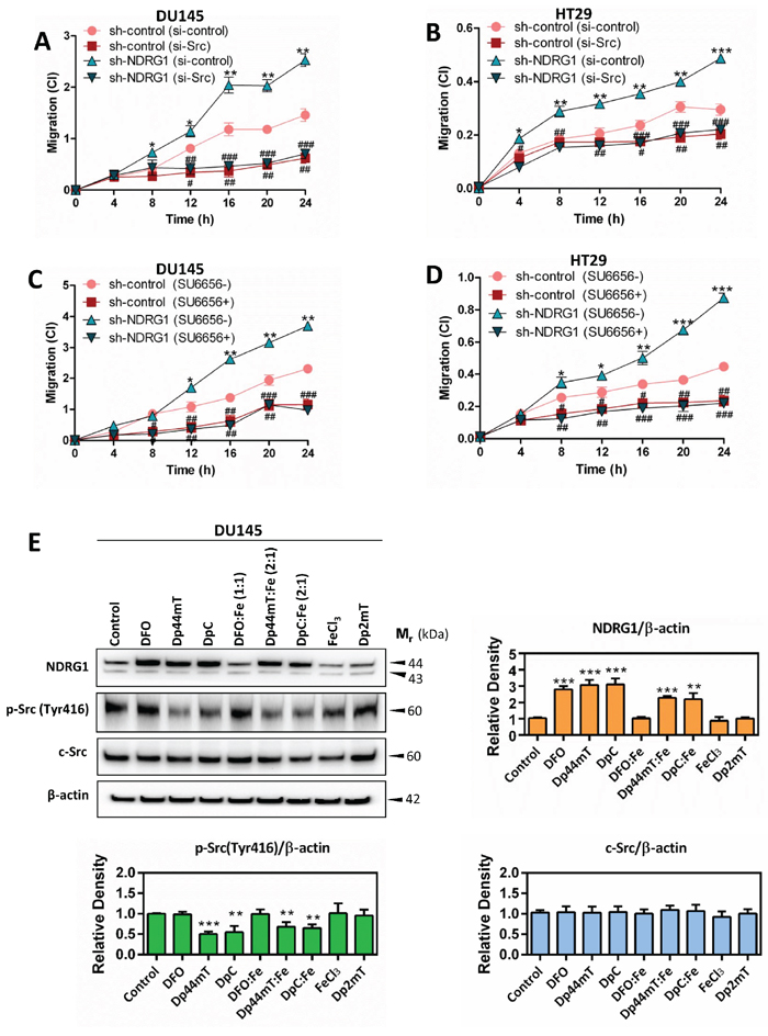 NDRG1 decreases cancer cell migration in a c-Src-dependent manner (A&#x2013;D) Dp44mT and DpC increase NDRG1 expression and also decrease activation of c-Src (E).