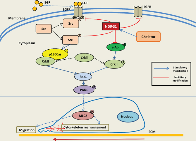 Schematic illustration summarizing the EGFR-c-Src-Rac1 pathway and the inhibitory effect of NDRG1 on cell migration as demonstrated in this investigation.