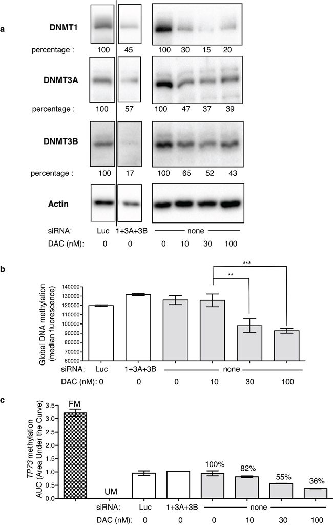 Impact of DNMT downregulation on global DNA methylation and TP73 promoter methylation.