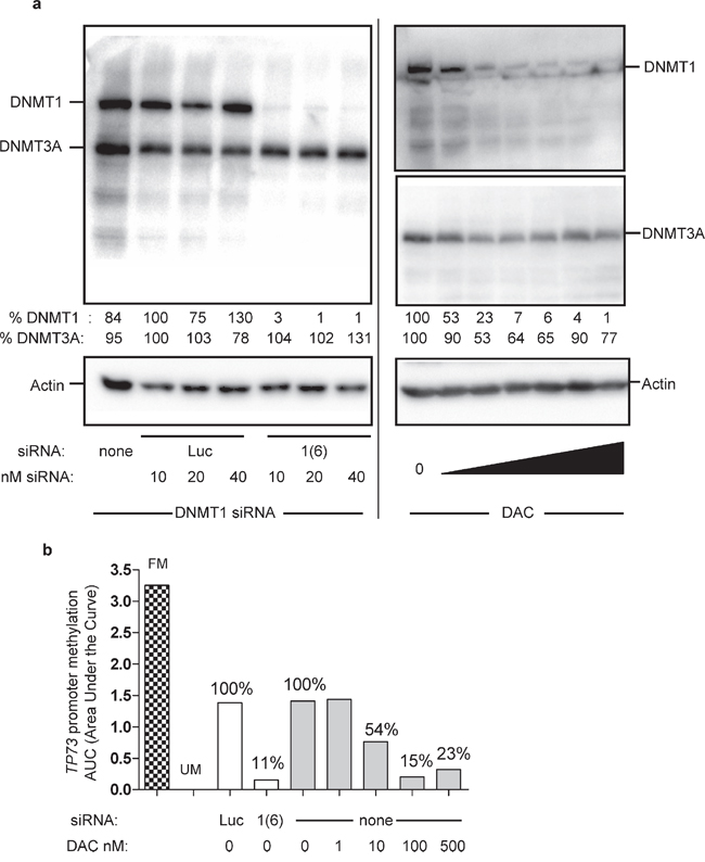 Impact of extensive DNMT1 depletion in HCT116 cells on TP73 promoter methylation.