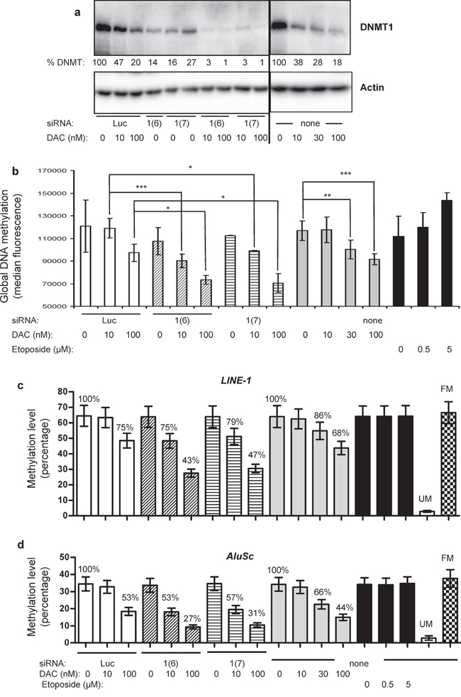 Effect of combining DNMT1 siRNA and DAC on global DNA methylation and on the methylation of LINE-1 and AluSc repeated sequences.