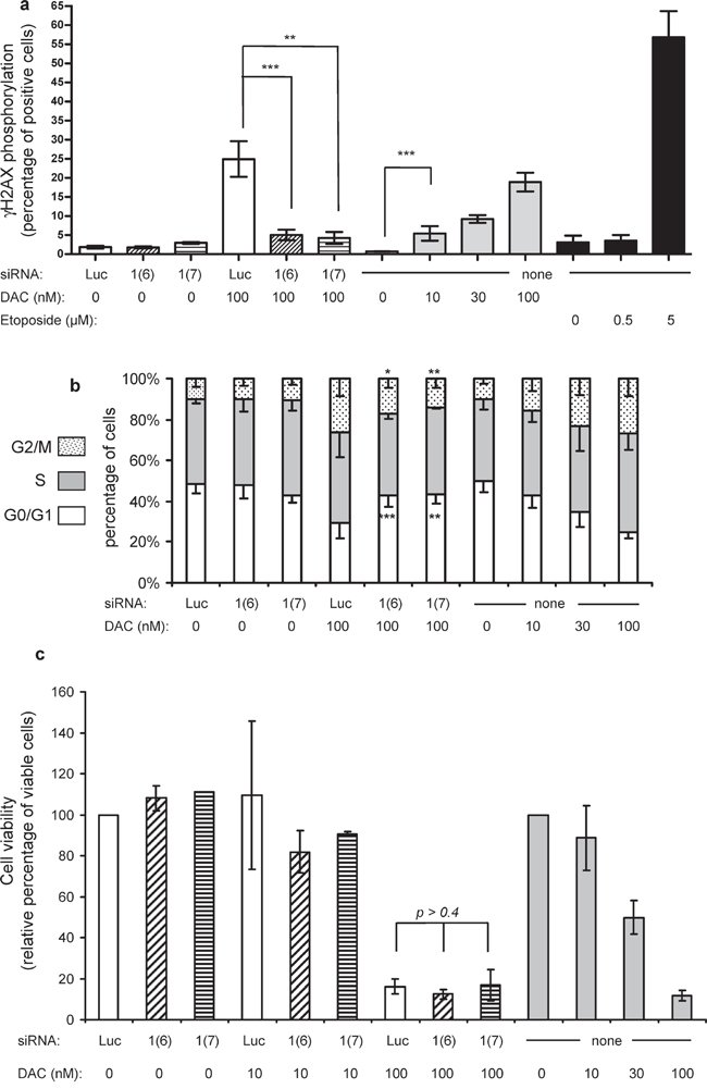 &#x03B3;H2AX phosphorylation labeling, cell cycle and cell viability analysis 72 h after treatment.