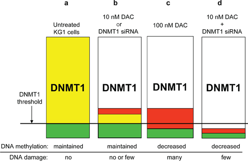 Schematic representation of the DNMT1 threshold hypothesis for DNA methylation maintenance.