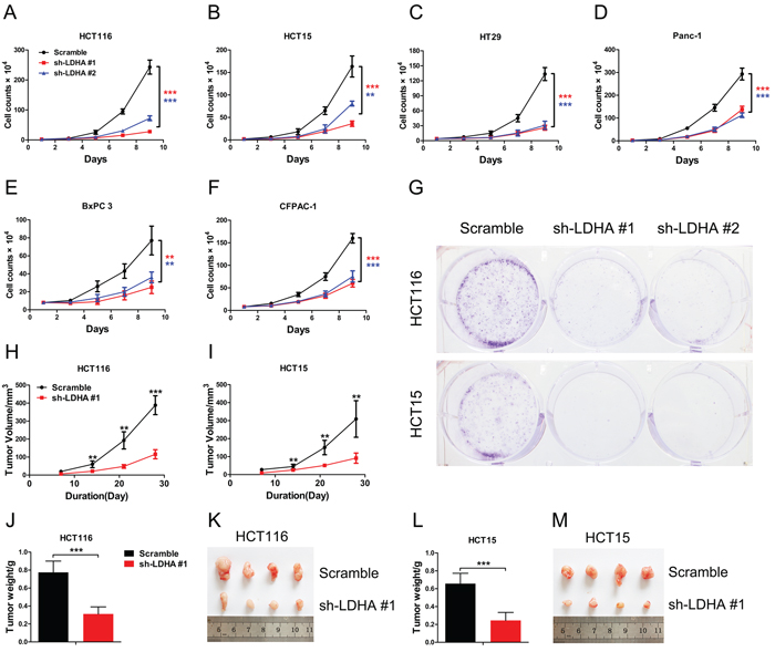 Knockdown of LDHA inhibits cell growth in vitro and in vivo.