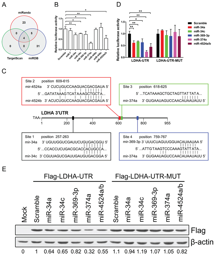 miR-34a, miR-34c, miR-369&#x2013;3p, miR-374a, and miR-4524a/b suppress the expression of LDHA.