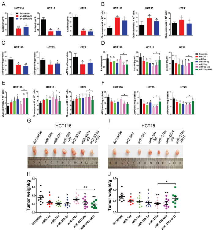 miR-34a, miR-34c, miR-369-3p, miR-374a, and miR-4524a/b suppress glycolysis and tumorigenesis.