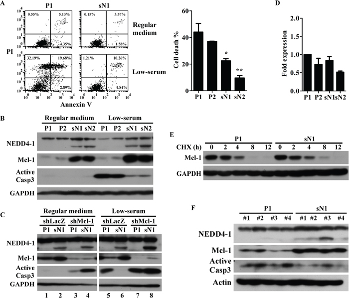 sNEDD4 upregulates Mcl-1 to overcome nutrient deficiency-induced apoptosis.