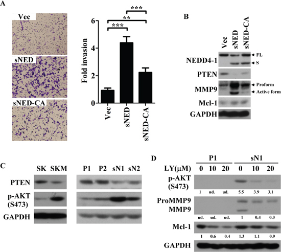 E3 activity is critical for sNEDD4 function.