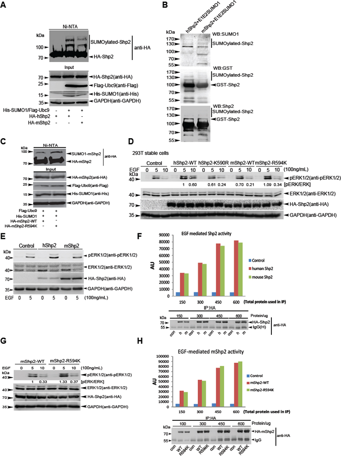 Human and mouse Shp2 have differential effects on EGF-stimulated ERK activation as a result of different SUMOylation levels.