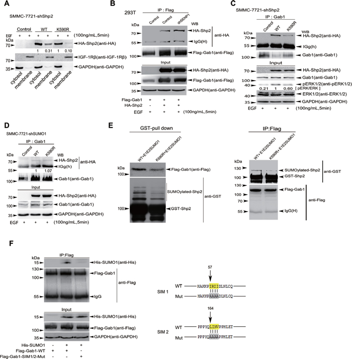 SUMOyaltion of Shp2 promotes ERK activation by controlling its association with Gab1.