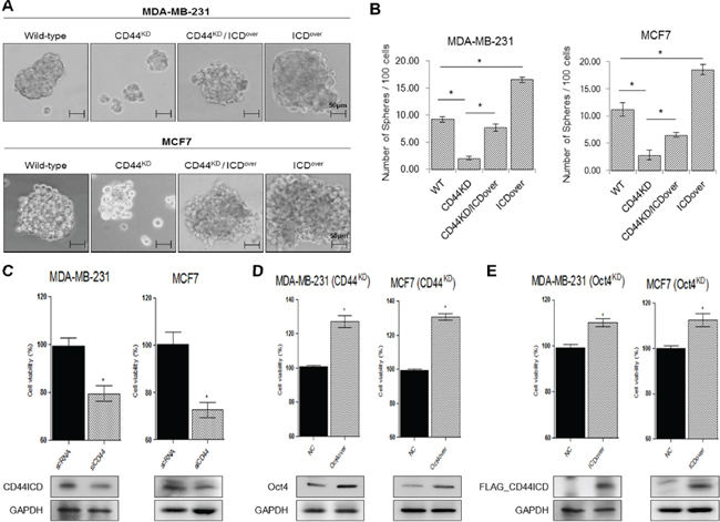 Overexpression of CD44ICD in the absence of CD44 increases the ability of mamosphere formation in breast cancer cells.