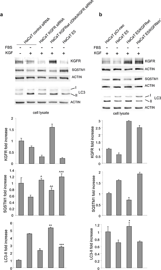 The inhibitory effect of 16E5 on KGF-triggered autophagy depends on KGFR expression and signaling.