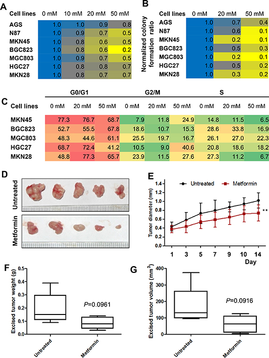 Metformin inhibited cell proliferation of gastric cancer (GC) cells in vitro and inhibits the growth of gastric cancer xenografts in vivo.