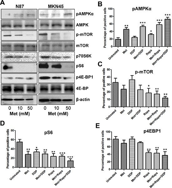 Metformin activated AMPK&#x03B1; and inhibited mTOR signaling in GC cells and MKN45 cell xenografts.