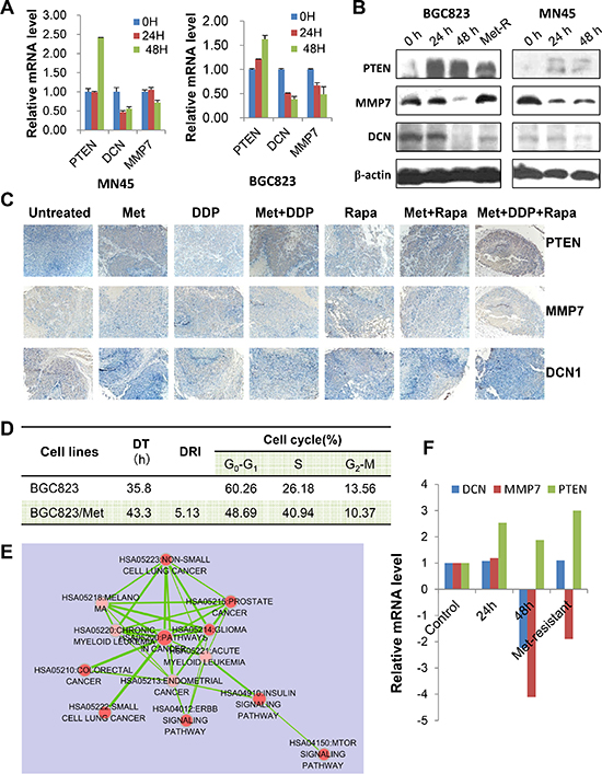 PTEN, DCN, and MMP7 expression in GC cells and the xenograft tumor samples.
