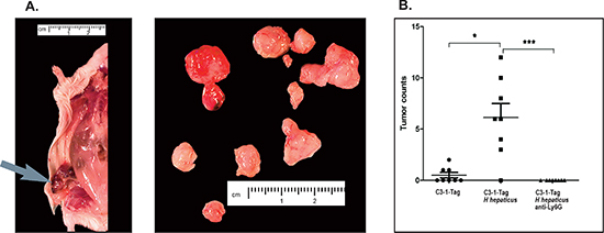 Tumor multiplicity assessment in experimental groups of 15-week-old C3-1-TAg mice.