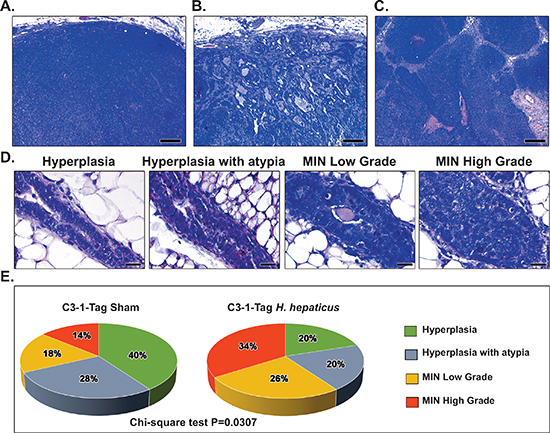 Effects of H. hepaticus on mammary gland carcinogenesis.