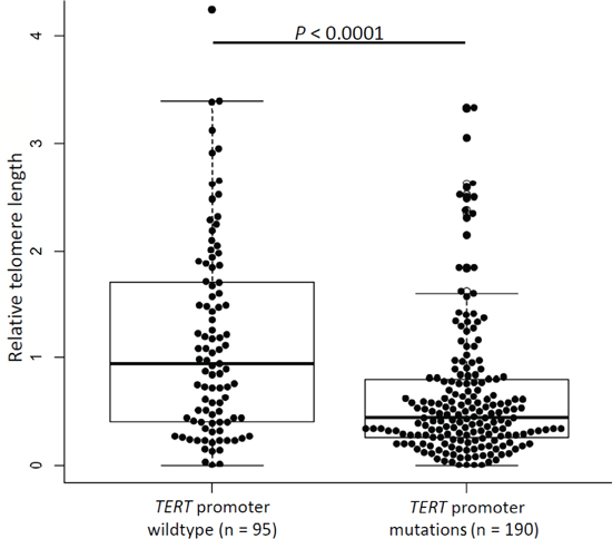 Telomere lengths in glioma tumors.