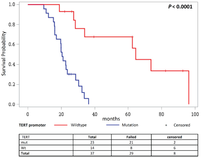 Overall survival in patients receiving TMZ and radiotherapy combined with a third adjuvant stratified according to the TERT promoter status.