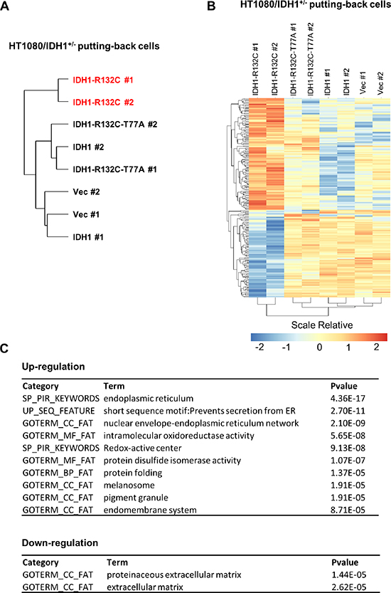 D-2-HG accumulation is associated with selective regulation of gene expression in HT1080 cells.