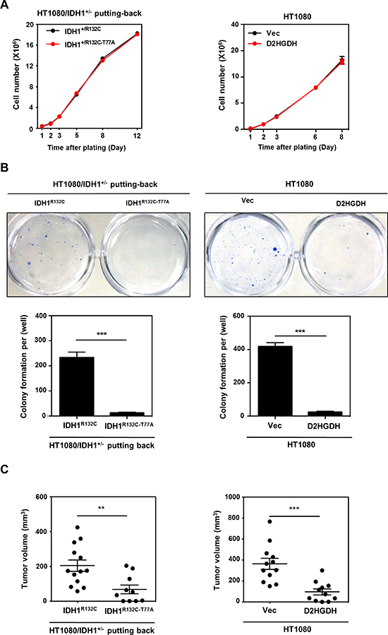 D-2-HG production is required for anchorage independent growth in vitro and tumor growth in vivo.