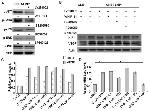 JNKs are involved in LMP1-induced HIF-1 and VEGF expression.