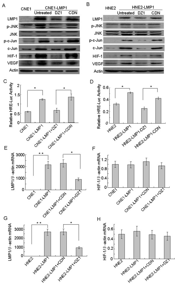 The JNKs/c-Jun signaling pathway is involved in LMP1-induced HIF-1 and VEGF expression.