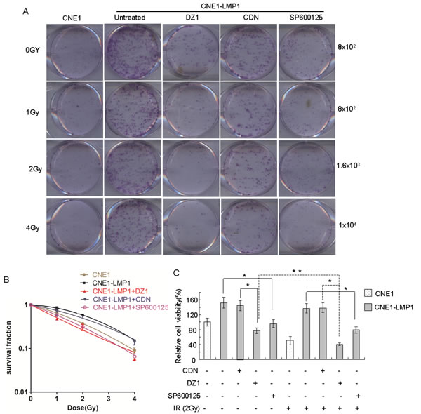 DZ1 and SP600125 inhibit the survival of LMP1-positive NPC cells after irradiation.