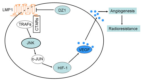 A schematic illustrating the potential DZ1 therapeutic pathways.