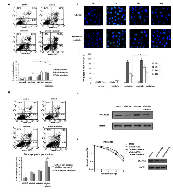 Effects of Afatinib on apoptotic response and DNA damage repair in irradiated PC-9-GR cells.
