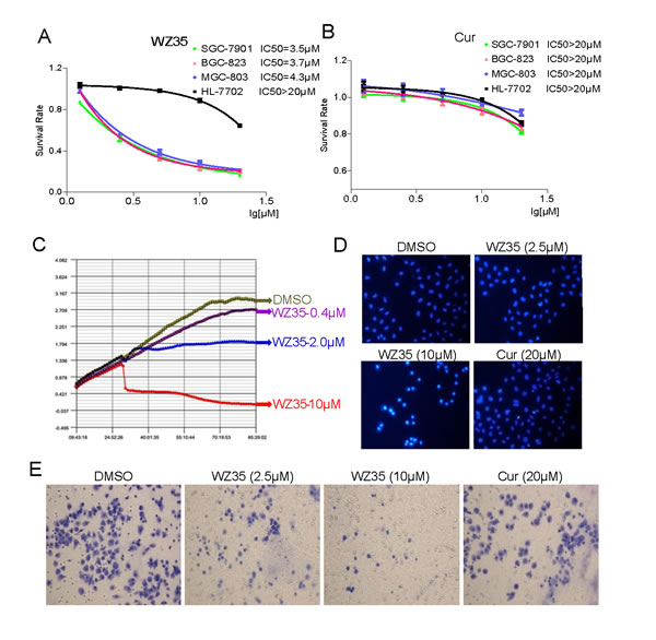 WZ35 inhibits gastric cancer cells growth and migration.