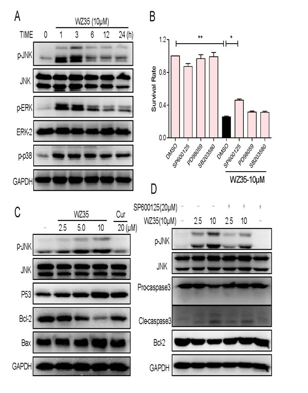 WZ35 activates JNK-mitochondrial apoptotic pathway.