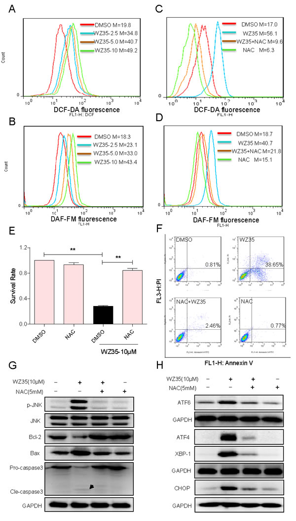 WZ35 induces cytotoxicity in human gastric cancer cells is dependent on intracellular ROS generation.