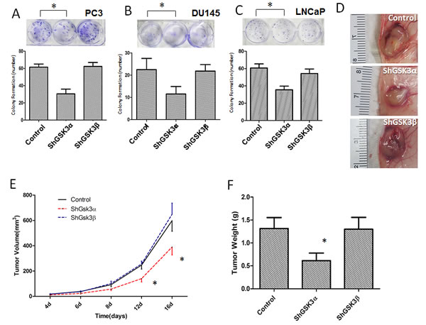 GSK3&#x3b1;, but not GSK3&#x3b2; is necessary for prostate cancer cell colony formation