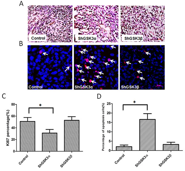 GSK3&#x3b1;, but not GSK3&#x3b2; regulates cell survival and proliferation of PC3 cells in athymic nude mice tumor xenografts.