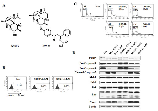 At low concentrations of DHA/X-11, an endoperoxide bridge is required for apoptosis induction.